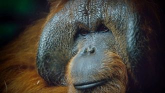 Episode 3 Protecting Primates