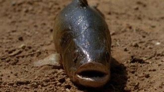 Episode 7 Lungfish
