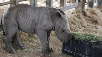Episode 5 New Rhino on the Block