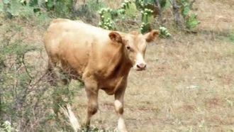 Episode 6 Calf Killer