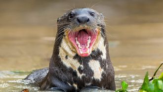 Episode 7 Giant Otter Stakeout