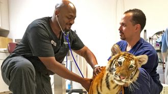 Episode 5 Raining Cats, Dogs, and Tigers