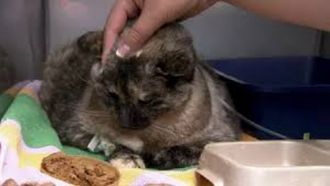 Episode 9 Miracle Cat