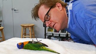 Episode 1 Parrots