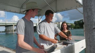 Episode 5 Sharks!