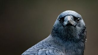 Episode 27 Bird Brain