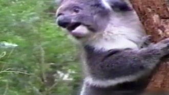 Episode 21 Six Finalists Compete for the Final $100,000 of the Season, Funny Sounding Animals and Kid's Say