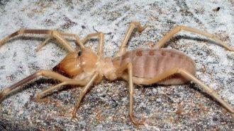 Episode 17 Camel Spider