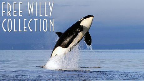 Free Willy