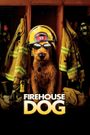 Firehouse Dog