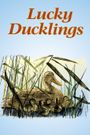 Lucky Ducklings