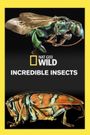 Incredible Bugs