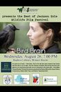 Bird Brain