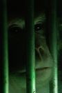 Monkeys, Rats and Me: Animal Testing