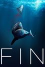 Fin