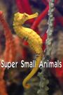 Super Small Animals