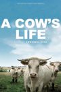 Bovines