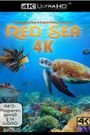 Red Sea 4K