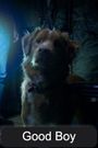 Good Boy