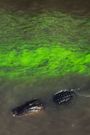 River of Grass