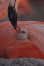 FLAMINGOS Life after the meteorite