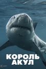 Boss Shark
