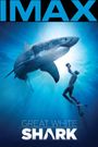 Great White Shark
