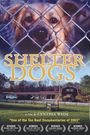 Shelter Dogs