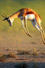 Nature's Greatest Dancers