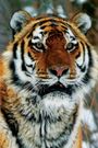 Operation Snow Tiger