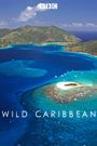 Wild Caribbean