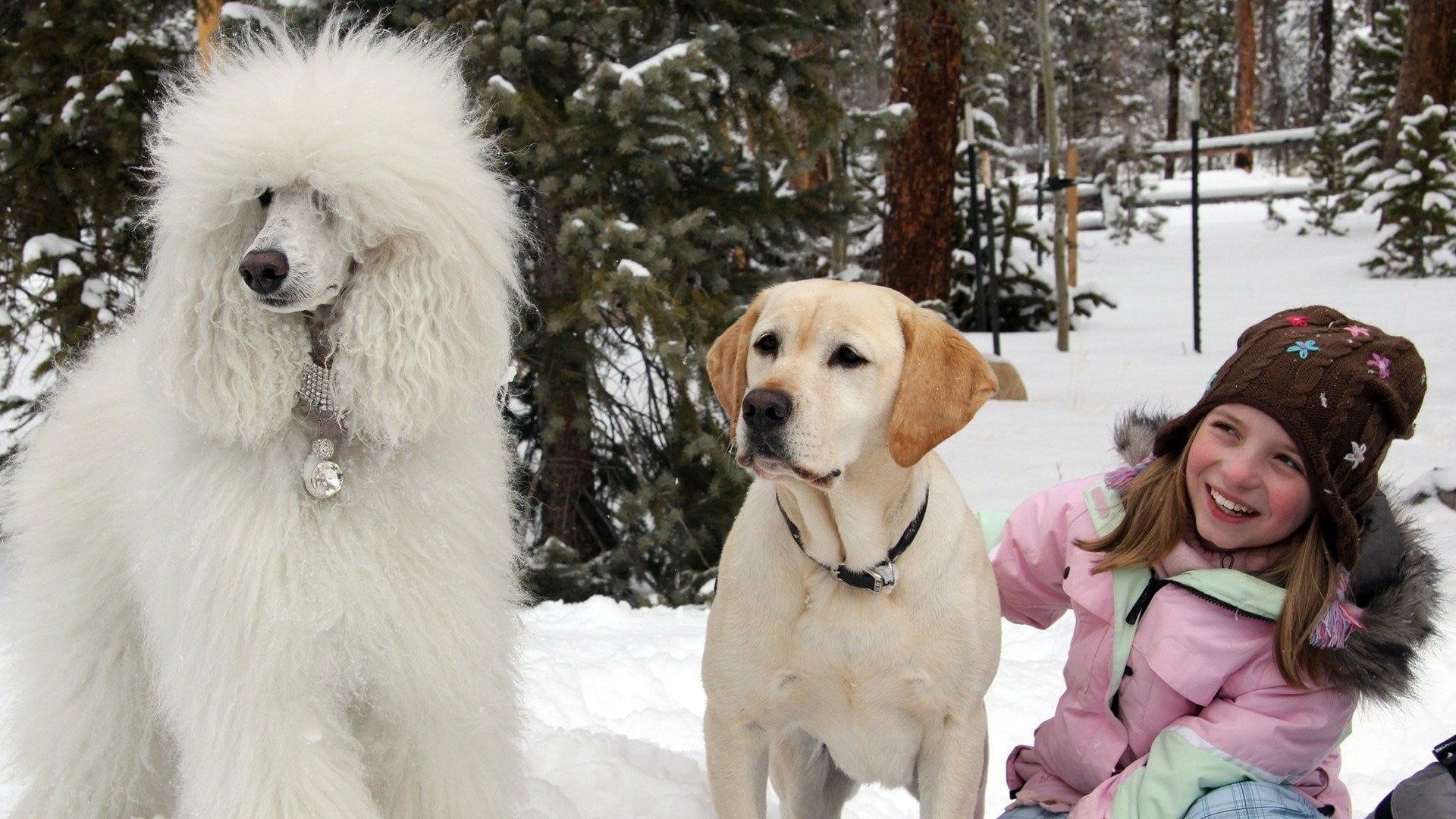 The Dog Who Saved Christmas background