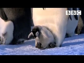 Emperor chicks standing tall - Penguins: Spy in the Huddle - Episode 2 Preview - BBC One