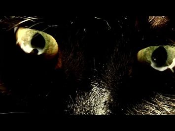 What's New Pussycat: Backstage at 'Cats' with Tyler Hanes (2018) - Opening Credits