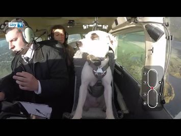 Meet Shadow, the rescue dog, who flies a plane!