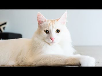 Catwalk 2 The Comeback Cats Trailer