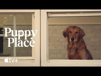 Goldie the Golden Retriever