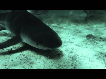72 Dangerous Animals Australia - Trailer