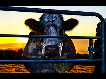 COWSPIRACY - Official Teaser 1 - HD