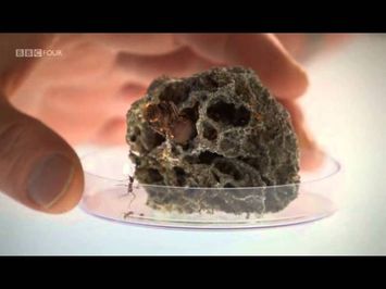 Planet Ant - Life Inside The Colony - BBC