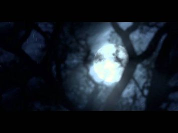 Festival Trailer