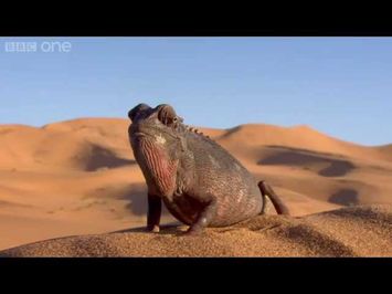 Chameleon solar panel - 24 Hours of Earth: Preview - BBC One