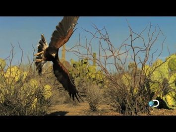 North America Sneak Peek! | North America