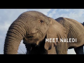 Naledi: A Baby Elephant's Tale (2016)