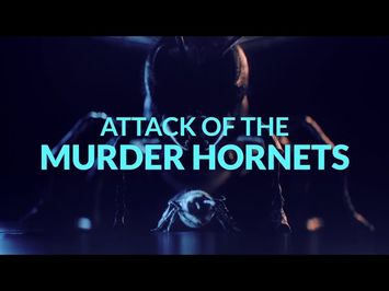 TRAILER // ATTACK OF THE MURDER HORNETS an Original Documentary Now On Discovery+