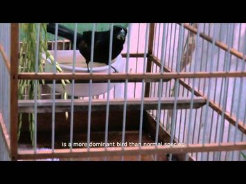 The Bastard Sings the Sweetest Song - OFFICIAL TRAILER