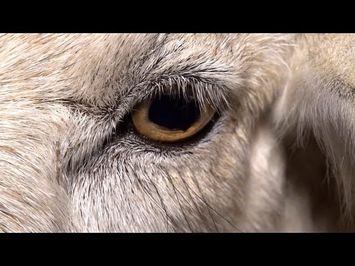 Dominion (2018): Official Trailer - 