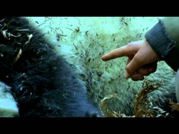 Trail Of The Panda