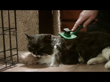 Feral Love Trailer