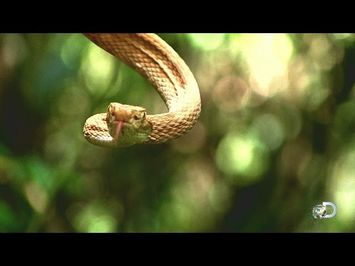 Sneak Peek - Treasure Quest: Snake Island | Fri July 17 10/9c